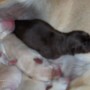 Pearls newborns sleeping-1