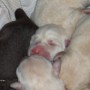 Pearls newborns sleeping-3