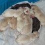 Pearls newborns sleeping