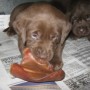 Pup eating pig ear