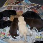 Puppies eating-1