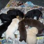 Puppies eating-2