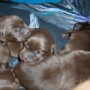 Sailor chocolate pups sleeping