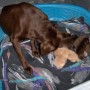 Sailor-licking her pups