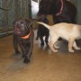 Sailor puppies 6 weeks 11 pounds 009