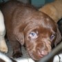 Sailor puppies 6 weeks 11 pounds 014