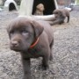 Sailor puppies 7 weeks 12 pounds 058