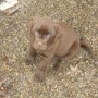 Sailor puppies 7 weeks 12 pounds 071