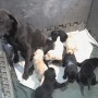 Sailor-puppies