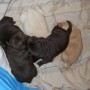 Sailor pups 11-24-12 001