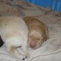 Sailor pups 11-24-12 012