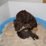 Sailor pups 11-24-12 016