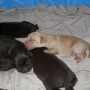 Sailor pups 11-24-12 019