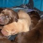 Sailor-pups-2-days old-1