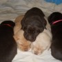 Sailor pups 3 weeks 4 pounds 011