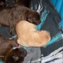 Sailor-pups sleeping