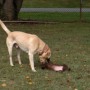 Sonny playing with chocolate pup