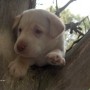 Yellow pup in tree