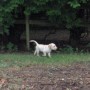 Yellow pup in yard