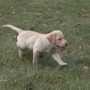 Yellow pup running-1