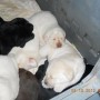 all puppies-3