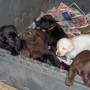 all puppies in crate