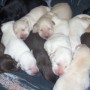 all puppies together