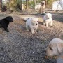 all pups-2