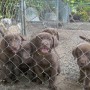 all pups in fence