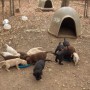 all pups playing outside