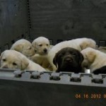 all pups together-1