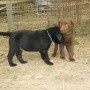 black chocolate pup