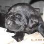 black pup-1