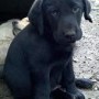 black pup-12lbs.