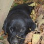 black pup in leaves sleeping