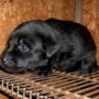 black pup on rack