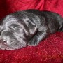 black pup on red blanket-2