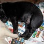 black pup sleeping