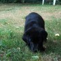 black pup sniffing grass