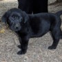 black pup standing