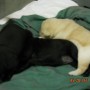 black-yellow pups-1