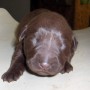 choco-newborn