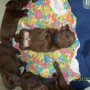 choco-pups-6