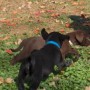 chocolate-black pup running