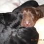 chocolate black-pups-1