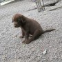 chocolate pup-1