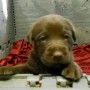 chocolate pup-2