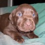 chocolate pup good face pic