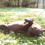 chocolate pup laying in the sun