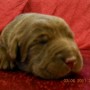 chocolate pup on red blanket-2